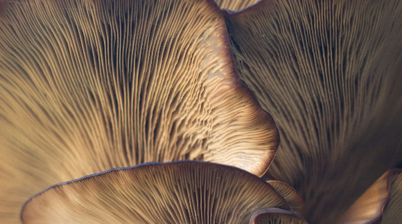 Klimapsych-Selbstlern