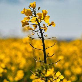 Screenshot 2026-01-27 104041